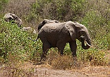 Elephant, Lake Manyara